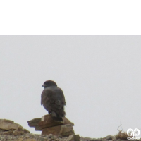 گونه سارگپه پا بلند Long-legged Buzzard